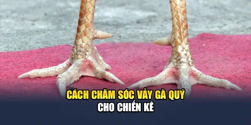 Cách chăm sóc vảy gà quý cho chiến kê