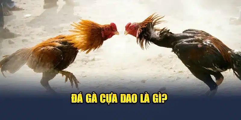 Đá gà cựa dao là gì?