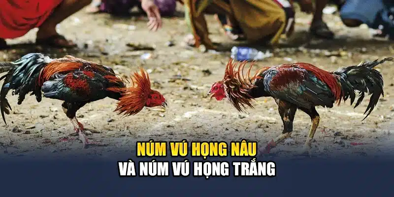 Núm vú họng nâu và núm vú họng trắng